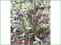 Dichanthelium acuminatum var. fasciculatum in lichen bed