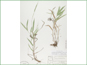 Le spécimen d'herbier de Dichanthelium leibergii