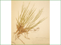 Le spécimen d'herbier de Dichanthelium linearifolium