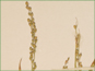 Les fleurons mûrir de Dichanthelium xanthophysum