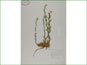 Le spécimen d'herbier de Draba aurea