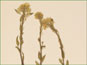 Raceme of white flowers of Draba aurea