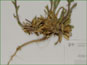 Les feuilles basaux et les racines épaisses de Draba aurea