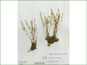 Le spécimen d'herbier de Draba cinerea var. cinerea