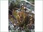 Drosera linearis plant in its natural habitat