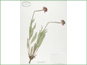 Le spécimen d'herbier d'Echinacea angustifolia var. angustifolia