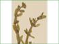 La plante d'Elatine triandra avec les fleurs dans l'axiles de feuilles