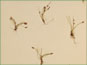 Eleocharis parvula plants with roots