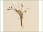 La plante dEleocharis parvula plante avec les épis