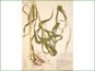 Le spécimen d'herbier d'Elymus diversiglumis