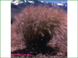 Live image of Elymus elymoides ssp. elymoides