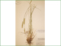 Le spécimen d'herbier d'Elymus glaucus ssp. glaucus