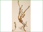 Epilobium pygmaeum plante avec les racines