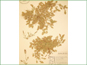 Le spécimen d'herbier d'Eragrostis hypnoides
