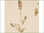 Flowering Eragrostis hypnoides plant