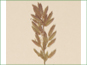 Eragrostis hypnoides panicle