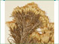 Mature Ericameria nauseosa var. glabrata flowers