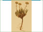 La plante d'Erigeron radicatus avec les fleurs jaunes et les racines épaisses
