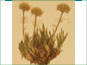 La plante d'Erigeron radicatus avec les fleurs jaunes