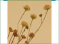 Heads of flowers of Erigeron strigosus var. strigosus