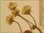 Heads of white Erigeron strigosus var. strigosus flowers