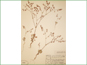 Le spécimen d'herbier d'Eriogonum cernuum var. cernuum