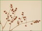Les fleurs d'Eriogonum cernuum var. cernuum