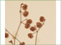 Les têtes de fleurs d'Eriogonum cernuum var. cernuum