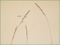 Contracted panicle of Festuca brachyphylla ssp. brachyphylla