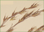 Les épillets violacées et arêtées de Festuca idahoensis ssp. idahoensis