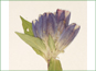 Les fleurs violettes brillantes de Gentiana andrewsii var. dakotica
