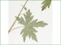 Les feuilles palmatilobées de Geranium richardsonii