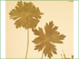 Les feuilles palmatilobées de Géranium viscosissimum var. viscosissimum