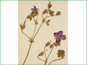 Les fleurs violettes et les fruits allongés de Géranium viscosissimum var. viscosissimum