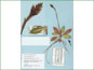 Le spécimen d'herbier de Goodyera oblongifolia