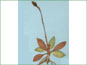 Flowering Goodyera oblongifolia plant with basal leaves