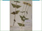 Le spécimen d'herbier dHeliopsis helianthoides var. occidentalis