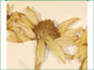 Les têtes de fleurs dHeliopsis helianthoides var. occidentalis 