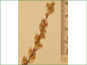 Mature Heuchera parvifolia flowers