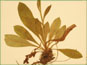 Basal leaves of Hieracium albiflorum