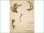 Herbarium specimen of Huperzia selago var. selago