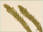 Huperzia selago var. selago plant with sporangia in axil