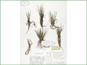 Le spécimen d'herbier d'Isoetes lacustris