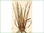 La plante d'Isoetes lacustris avec les sporanges