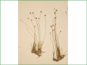 Juncus albescens plants with rhizomes