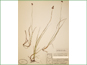 Herbarium specimen of Juncus nevadensis