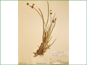 Le spécimen d'herbier de Juncus saximontanus