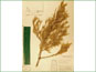 Herbarium specimen of Juniperus scopulorum