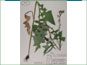 Le spécimen d'herbier de Lactuca biennis