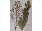 Le spécimen d'herbier de Lactuca ludoviciana